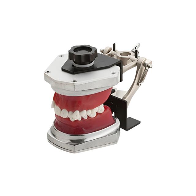 Orthodontic Typodont Kit