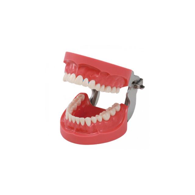 Model For Dental Health Education